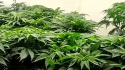 У ставропольца дома нашли более 3 кг марихуаны
