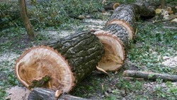 Ставропольца обвиняют в незаконной рубке деревьев на сумму более 350 тысяч рублей