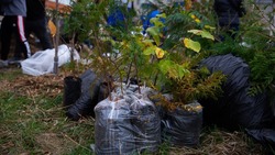 До середины декабря в Ставрополе высадят около 300 молодых деревьев