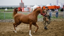 Лошадей карачаевской и арабской пород показали в День поля в Минводах