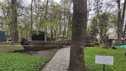 Специалисты выясняют причины падения великовозрастного дерева в Центральном парке Ставрополя