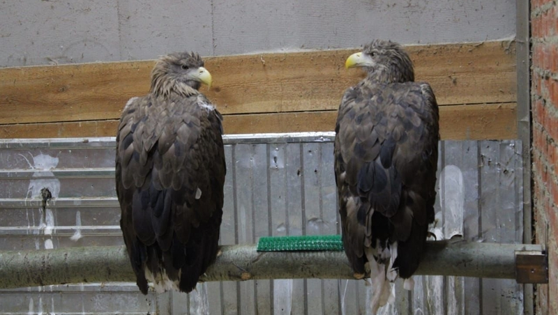 Трёх краснокнижных орлов конфисковали у жителя КБР 
