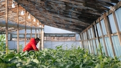 Девять фермеров Минераловодского округа получили господдержку с начала года