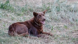 В Невинномысске построят самый большой в регионе приют для бездомных животных