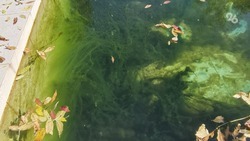 «Бассейны всегда зелёные»: жители Ставрополя о поросшем водорослями роднике «Корыта»