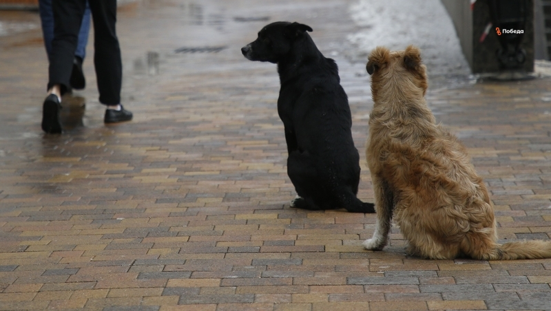 Бастрыкин затребовал доклад о расследовании дела о халатности в Минводах