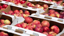 Ставрополье втрое увеличило отгрузку яблок в другие регионы