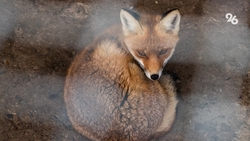 Минпроды Ставрополья попросит разрешить изменять установленные федерацией сроки охоты