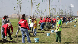 Контроль за состоянием деревьев в «Саду Памяти» в Ставрополе усилят
