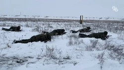 Путин поручил расширить ряд льгот на бойцов с приграничных территорий России