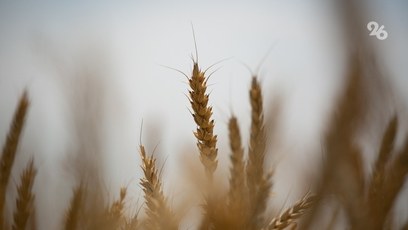 Политолог: губернатор Ставрополья достигает лидерства в АПК за счёт инноваций