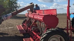 Минсельхоз Ставрополья: Заморозки не повлияли на состояние озимых