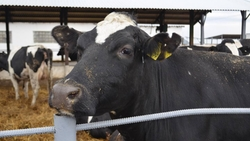 Начинающие фермеры Ставрополья могут получить гранты на развитие бизнеса