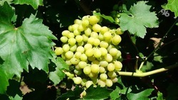 Более 80 тонн винограда экспортировали со Ставрополья в Казахстан