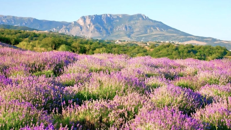 Вандалы портят поля лаванды в Предгорном округе