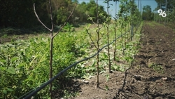 Директор ставропольского ботанического сада рассказал, где лучше покупать саженцы