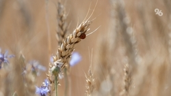 Ставропольские аграрии презентовали сельхозпродукцию на международной выставке