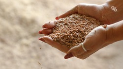Ставрополье предложит федеральным властям отменить пошлины на экспорт зерна