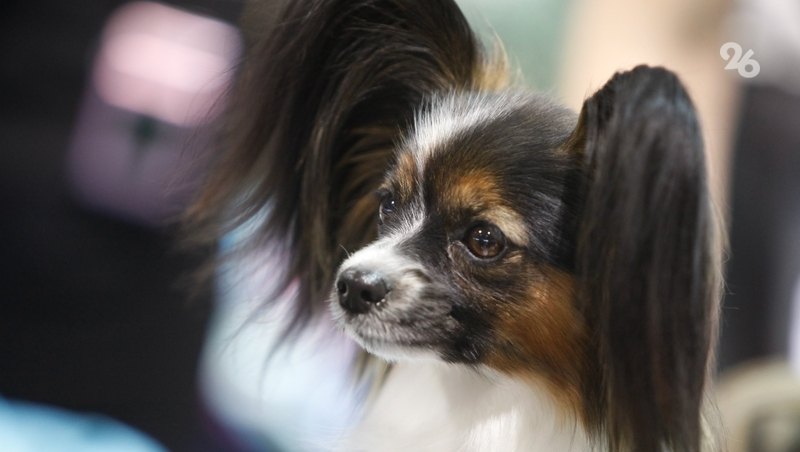 МТС на Ставрополье открыла магазины для посещения с животными