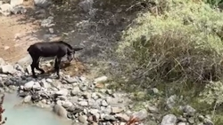 Ослика, сорвавшегося с гор в Северной Осетии, отправили на лечение в Ставрополь