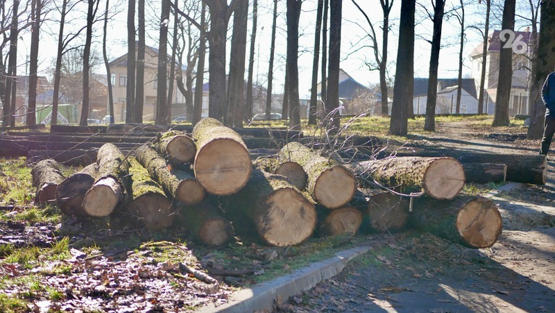Часть деревьев, срубленных в Дубовой роще Ставрополя, были живыми