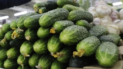 Ещё на 8% упала цена огурцов на Ставрополье