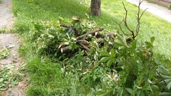 В Ессентуках сильный ветер повалил деревья на территории парка