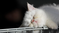 Короткий дневной сон помогает перезагрузить мозг — невролог