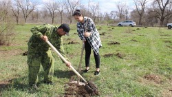 «Сад памяти» из 50 деревьев посадили в Туркменском округе