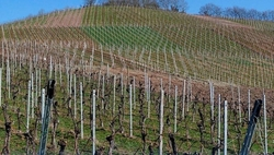 Директор Агентства виноградарства: Ставрополье подходит для питомниководства 