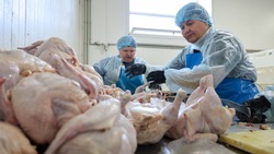 Экспорт мяса ставропольской птицы возрос на 2%