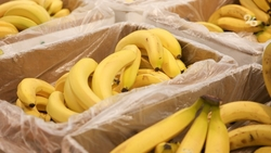 Землю под выращивание бананов выделили в Невинномысске