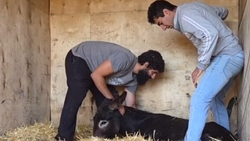 Ослика, сорвавшегося с гор Северной Осетии, начали лечить в Ставрополе 