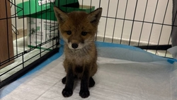 На Ставрополье спасли лисёнка, провалившегося в приямок