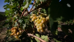 Новое предприятие по производству вина появилось в Левокумском округе 