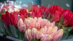 Более 4 млн тюльпанов вырастили к 8 Марта в Кочубеевском округе