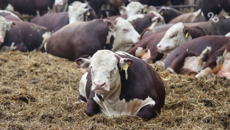 Аграрии Ставрополья заготовили более 10 тыс. тонн кормов для зимовки скота 