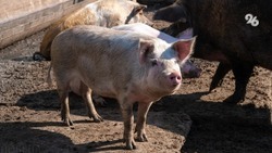 Режим ЧС ввели в селе Туркменского округа из-за африканской чумы свиней