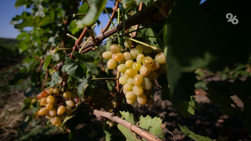 38 тыс. тонн винограда собрали аграрии Ставрополья