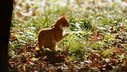 Специалисты рассказали, зачем утилизируют опавшую листву в Ставрополе