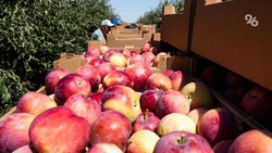 Новый рекорд по сбору урожая яблок установили на Ставрополье