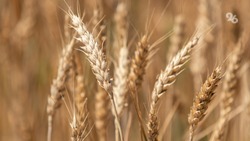 Твёрдые сорта пшеницы почти не растут на Ставрополье из-за жаркого климата