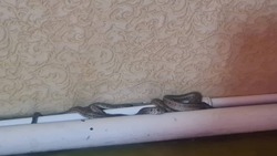Клубок змей в спальне напугал ставропольчанку и её детей