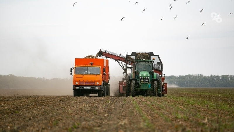 Урожайность сахарной свёклы на Ставрополье превысила прошлогоднюю на 21 ц/га