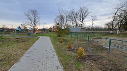 Свыше 40 деревьев высадили в благоустроенной парковой зоне села Новоалександровского округа