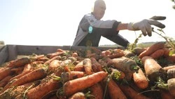 184 соцконтракта на развитие ЛПХ заключили в Ипатовском округе за пять лет