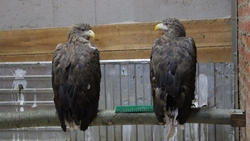 Трёх краснокнижных орлов конфисковали у жителя КБР 