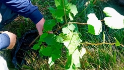 Около 2,3 тыс. молодых деревьев высадят на Ставрополье осенью