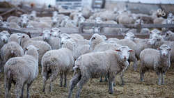 Минсельхоз Ставрополья прогнозирует победу овцеводов края на Российской племенной выставке