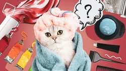 Цветные ушки и шерсть в блёстках: готовы ли ставропольцы к моде на окрашивание питомцев